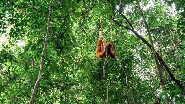 16-Daagse Prive Rondreis Maleisie en Borneo
